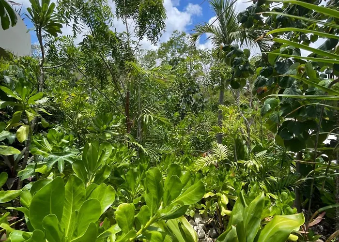 Lu'um - Free Shuttle To Club Tulum